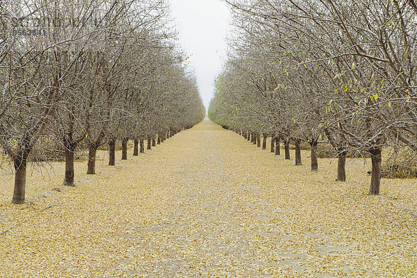 Reihen von Pistazienbäumen  San Joaquin Valley  in der Nähe von Bakersfield