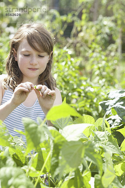 Ein junges Mädchen sitzt inmitten des frischen grünen Laubes eines Gartens. Gemüse und Blumen. Pflücken von frischem Gemüse.