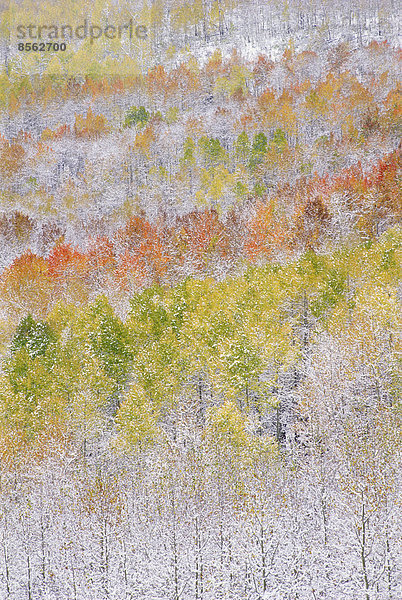 Ein Espenwald in den Wasatch-Bergen  mit auffallend gelbem und rotem Herbstlaub. Schnee auf dem Boden.