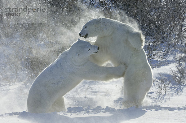 Eisbären in der Wildnis. Ein starkes Raubtier und eine gefährdete oder potenziell gefährdete Art. Zwei Tiere  die miteinander ringen.