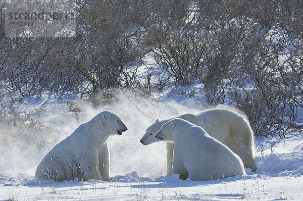 Eisbären in der Wildnis. Ein starkes Raubtier und eine gefährdete oder potenziell gefährdete Art.