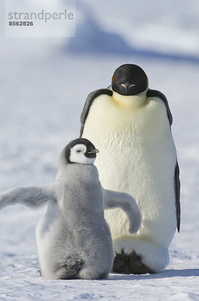 Ein erwachsener Kaiserpinguin und ein kleineres flauschiges Pinguinküken  das seine Brustflossen ausbreitet.