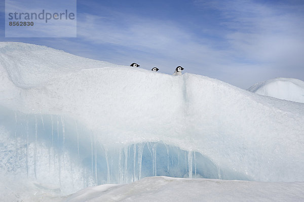 Drei Pinguinküken in einer Reihe  mit Köpfen  die über eine Schneeverwehung oder einen Grat im Eis auf Snow Hill Island blicken.