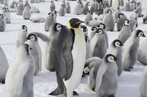 Eine Gruppe Kaiserpinguine  ein erwachsenes Tier und eine große Gruppe von Pinguinküken. Eine Brutkolonie.