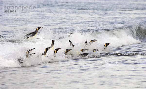 Eine Gruppe Königspinguine  die auf den Wellen an der Küste der Insel Südgeorgien springen und surfen.