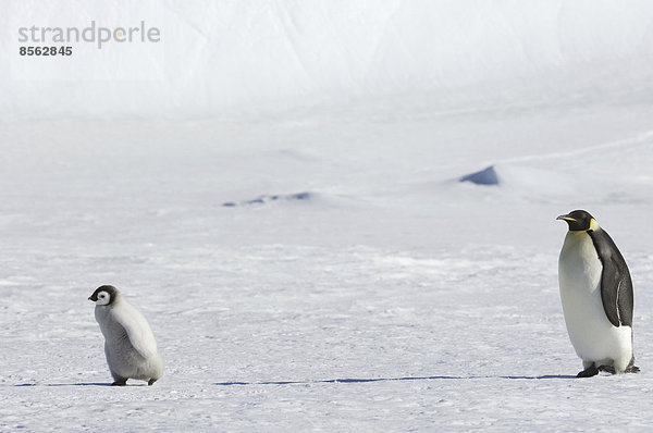 Ein erwachsener Kaiserpinguin wacht über ein Kükenbaby auf dem Eis auf Snow Hill Island.