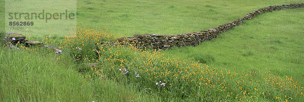 Wiese mit Steinmauer und Wildblumen.