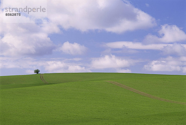 Pfad durch ein landwirtschaftliches Feld