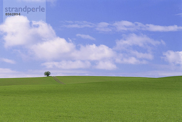 Pfad  der durch ein landwirtschaftliches Feld führt.