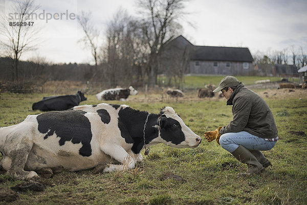 Ein kleiner biologischer Milchviehbetrieb mit einer gemischten Herde von Kühen und Ziegen.