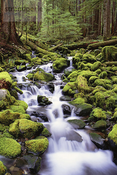 Ein Bach fließt über moosbedeckte Felsen im Olympic National Park im Bundesstaat Washington.