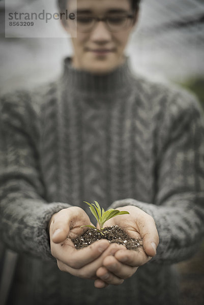 Eine Person in einem kommerziellen Gewächshaus  die einen kleinen Pflanzensetzling in seinen schalenförmigen Händen hält.