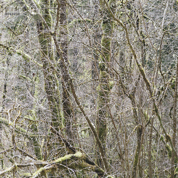 Ein dichter Wald aus grünen  moosbewachsenen Bäumen aus Rebenahorn  Erle  Zeder und Tanne in einem Nationalwald in Washington  USA