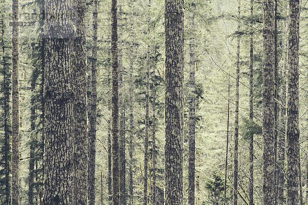 Ein dichter Wald aus grünen  moosbewachsenen Bäumen alten Wuchses aus Zeder  Tanne und Schierling in einem Nationalwald in Washington  USA