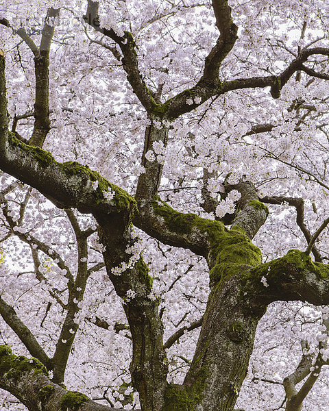 Schaumig rosa Kirschblüte an Kirschbäumen im Frühling im Bundesstaat Washington  USA