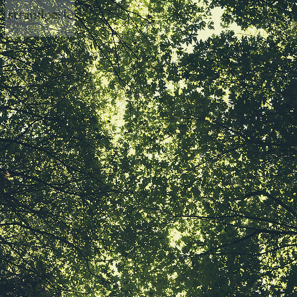 Das Baumdach großer Ahornbäume mit üppig grünen Blättern  vom Boden aus gesehen.