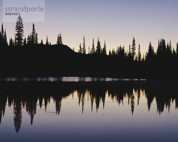 Silhouette von Pinienbäumen am Rande der Reflection Lakes im Nationalpark Mount Rainier. Reflexionen in der Morgendämmerung in der flachen  ruhigen Oberfläche des Sees.