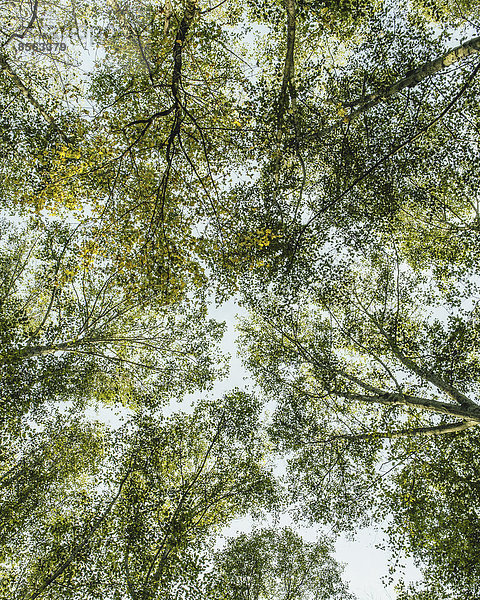 Blick von unten nach oben in das üppige  grüne Blätterdach des Waldes und die sich ausbreitenden Äste von Großblatt-Ahorn und Erle in Seattle.