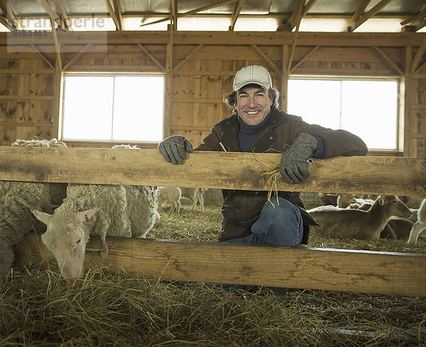 Ein Biobauernhof im Winter im kalten Frühling  Bundesstaat New York. Eine Familie arbeitet und kümmert sich um das Vieh. Landwirt und Schafe in einem Pferch.