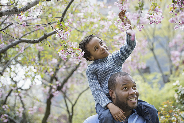 Ein New Yorker Stadtpark im Frühling. Sonnenschein und Kirschblüte. Ein Vater  der seinen Sohn auf seinen Schultern reitet.