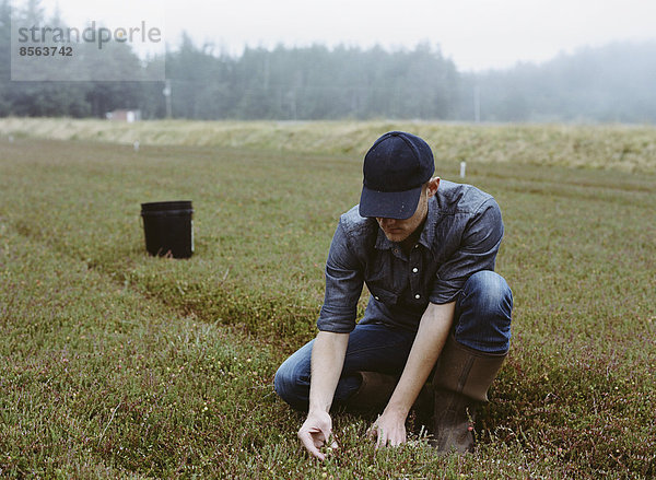 Eine Preiselbeerfarm in Massachusetts. Kulturen auf den Feldern. Ein junger Mann arbeitet auf dem Land und erntet die Ernte.
