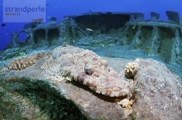 Teppich-Krokodilsfisch (Papilloculiceps longiceps) auf dem Wrack der SS Thistlegorm  Rotes Meer  Ägypten