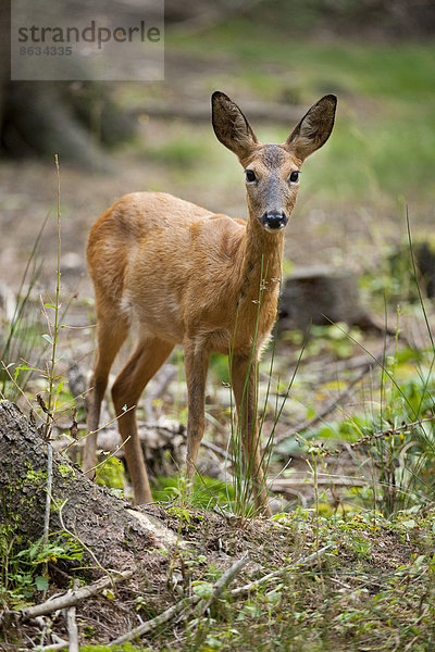 Reh (Capreolus capreolus) steht im Wald  captive  Sachsen  Deutschland