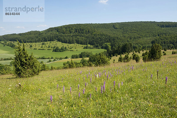 Wacholdertriften  Naturschutzgebiet Wiesenthaler Schweiz  Wiesenthal  Biosphärenreservat Rhön  Thüringen  Deutschland