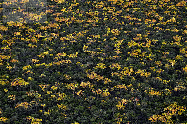 Luftaufnahme  Baumkronen  Kasanka-Nationalpark  Serenje-Distrikt  Zentralprovinz  Sambia