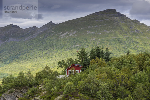 nahe Urlaub klein Wald Norwegen nordland