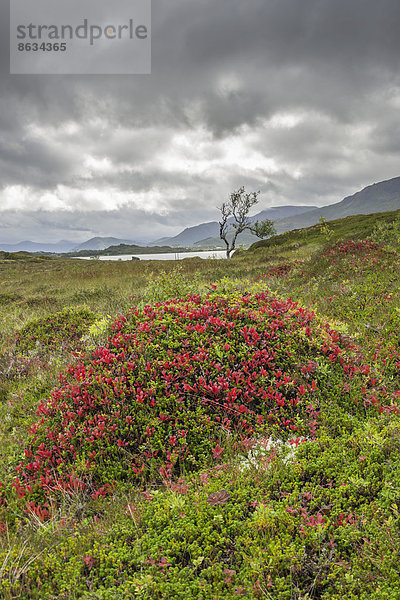 Herbstlich gefärbte Hügel  Gisløya  Vesteralen  Nordland  Norwegen
