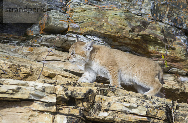 Junger wilder Luchs (Lynx lynx) zwischen Felsen des Flusses Abiskojåkka  Abisko-Nationalpark  Norrbottens län  Schweden