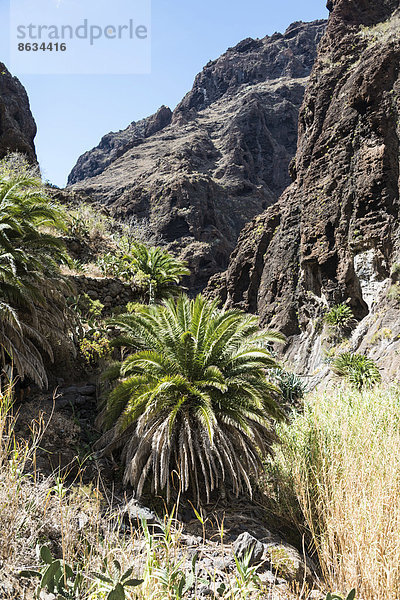 Palmen in der Masca-Schlucht  Teneriffa  Kanarische Inseln  Spanien