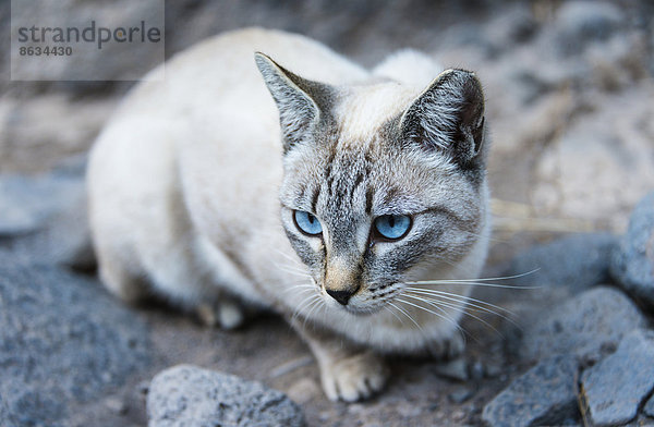 Katze mit blauen Augen und hellem Fell  Teneriffa  Kanarische Inseln  Spanien