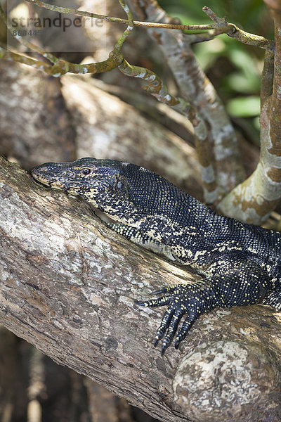 Bindenwaran (Varanus salvator)  Naturschutzgebiet bei Godahena  Region Galle  Südprovinz  Sri Lanka