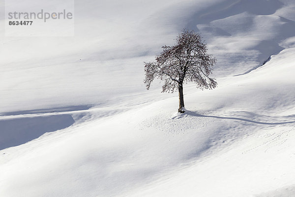 Baum im Schnee  Tirol  Österreich
