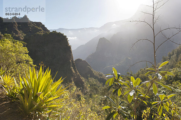 Mystische dunstige Berglandschaft  Agave im Vordergrund  Cilaos  Cirque de Cilaos  französisches Übersee-Département La Réunion