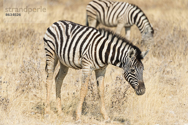 Zebras beim Grasen  Burchell-Zebra (Equus quagga burchelli)  Etosha-Nationalpark  Namibia