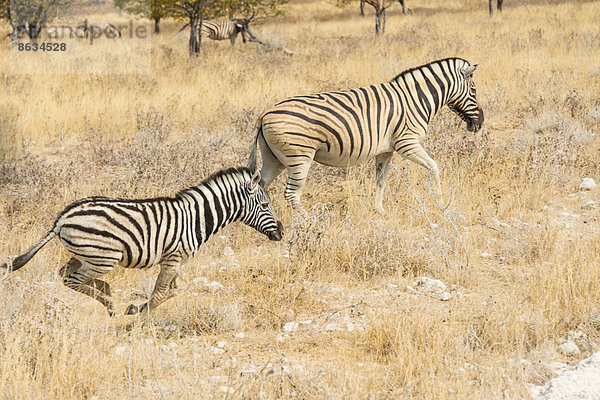 Burchell-Zebras (Equus quagga burchelli)  Etosha-Nationalpark  Namibia