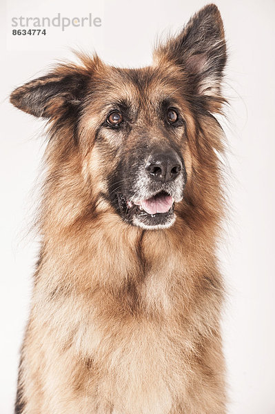 Altdeutscher Schäferhund  Portrait
