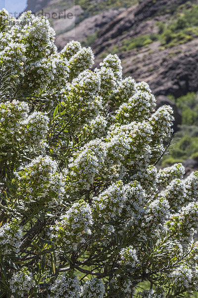 Weißer Gran Canaria Natternkopf  Tajinaste (Echium decaisnei)  Gran Canaria  Kanarische Inseln  Spanien