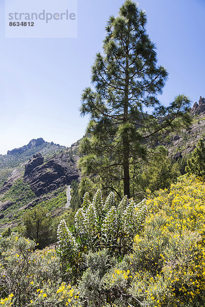 Weißer Gran Canaria Natternkopf  Tajinaste (Echium decaisnei)  und Kanarischer Drüsenginster (Adenocarpus)  Berglandschaft  Aussicht vom Wanderweg zum Roque Nublo  Gran Canaria  Kanarische Inseln  Spanien