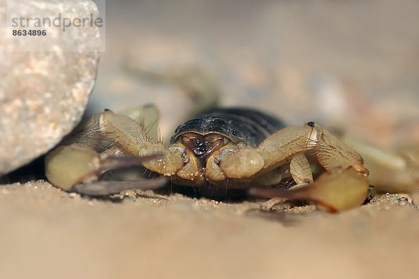 Großer Texas-Skorpion oder Haariger Wüstenskorpion (Hadrurus arizonensis)  Vorkommen im Südwesten Nordamerikas  captive  Nordrhein-Westfalen  Deutschland