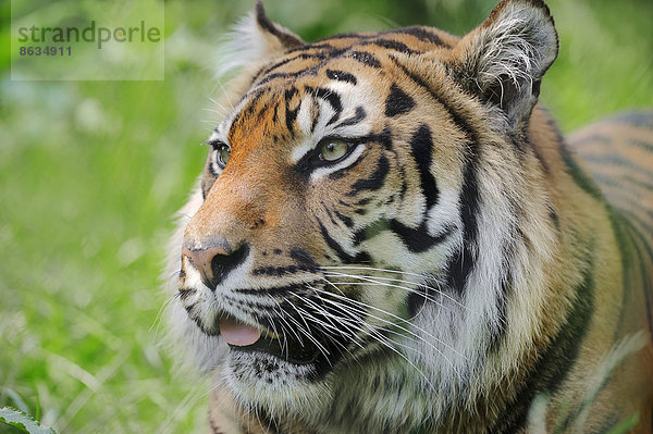 Sumatra-Tiger (Panthera tigris sumatrae  Panthera sumatrae)  Portrait  Vorkommen auf Sumatra  captive  Deutschland