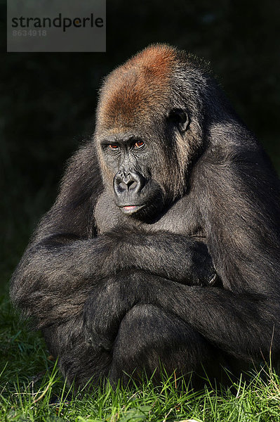 Westlicher Flachlandgorilla (Gorilla gorilla gorilla)  Weibchen  Vorkommen in Afrika  captive  Deutschland