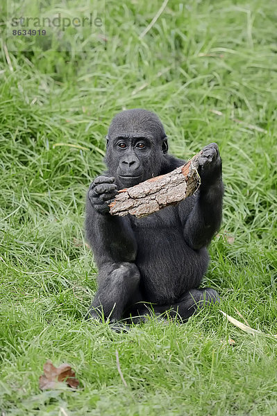 Westlicher Flachlandgorilla (Gorilla gorilla gorilla)  Jungtier  Vorkommen in Afrika  captive  Deutschland