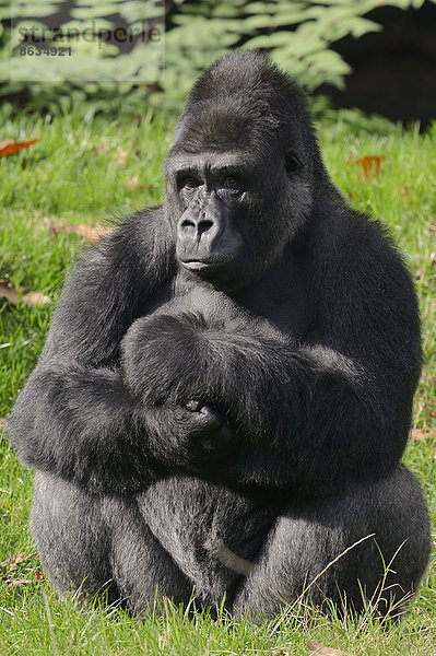 Westlicher Flachlandgorilla (Gorilla gorilla gorilla)  Männchen  Silberrücken  Vorkommen in Afrika  captive  Niederlande