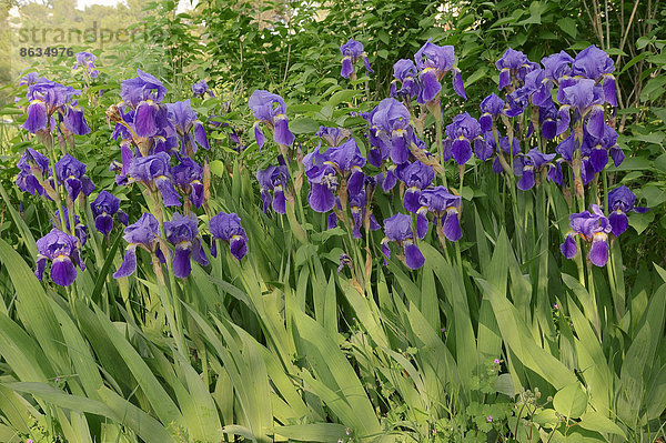Mittelhohe Bart-Iris oder Mittelhohe Bartschwertlilie (Iris barbata-media hybride)  Provence  Südfrankreich  Frankreich