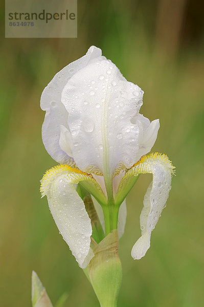 Mittelhohe Bart-Iris oder Mittelhohe Bartschwertlilie (Iris barbata-media hybride)  Blüte  Provence  Südfrankreich  Frankreich