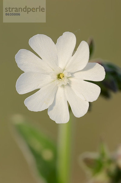 Weiße Lichtnelke (Silene latifolia alba)  Blüte  Provence  Südfrankreich  Frankreich